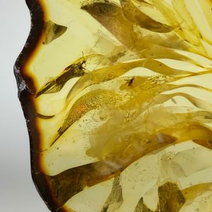 Dailūs skaidraus pjaustyto gintaro su inkliuzais auskarai