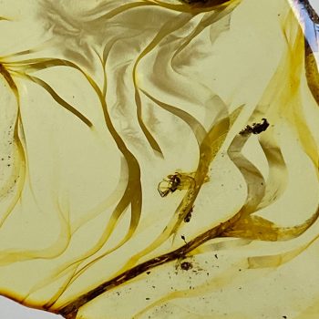 Žavingi pjaustyto skaidraus gintaro auskarai su voro inkliuzu