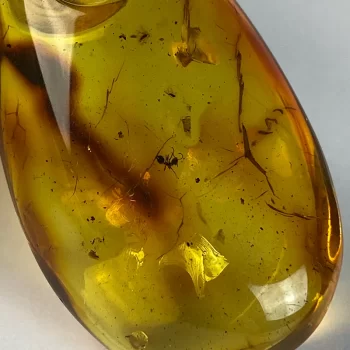 Stylish clear amber with ant inlay men's necklace 2
